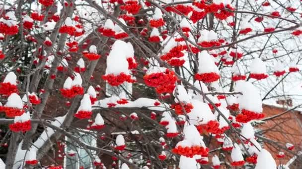 Farmácia Casa Plantas Medicinais Clusters Cinza Vermelha Montanha Oscilam Inverno — Vídeo de Stock