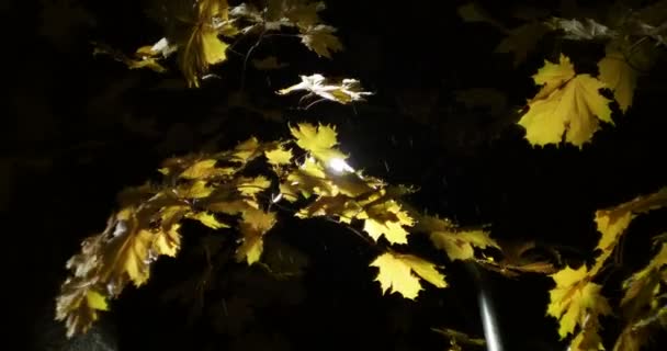 Sezony Jesień Żółty Klon Liście Huśtawka Wiatru Deszczu Świetle Latarni — Wideo stockowe
