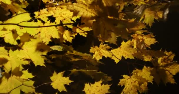 Jahreszeiten Herbst Gelbe Ahornblätter Schwingen Regen Licht Einer Laterne Vom — Stockvideo