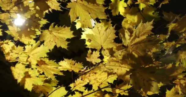 Seasons Autumn Yellow Maple Leaves Swing Wind Rain Light Lantern — Video Stock