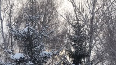Mevsimler, kış. Ormandaki mavi köknar ağaçları gün batımında kar yağarken. Kamera hareket ediyor, Sibirya.