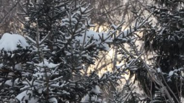 Mevsimler, kış. Ormandaki mavi köknar ağaçları gün batımında kar yağarken. Kamera hareket ediyor, Sibirya.