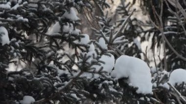 Mevsimler, kış. Ormandaki mavi köknar ağaçları gün batımında kar yağarken. Kamera hareket ediyor, Sibirya.