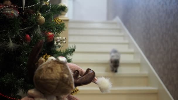 Svátky Kočka Sejde Schodech Vedle Zdobeného Vánočního Stromku — Stock video