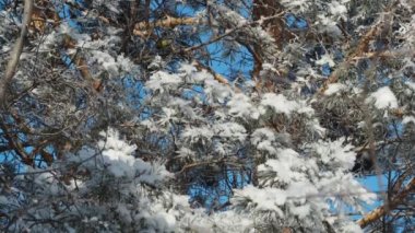 Seasons, winter. Tits in the branches of a pine covered with frost in the cold. The camera is moving. Siberia.