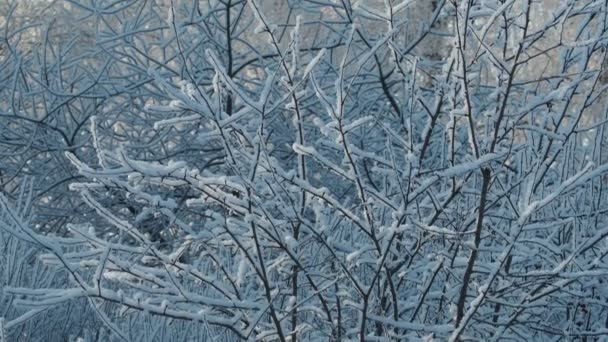 Seizoenen Winter Takken Van Manchuriaanse Walnoot Zijn Bedekt Met Vorst — Stockvideo