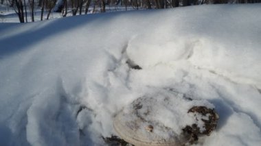 İlaç bitkileri. Akciğer hastalıklarına iyi gelen bir kayak sopasıyla kardan sahte bir mantar temizliyor. Sibirya.