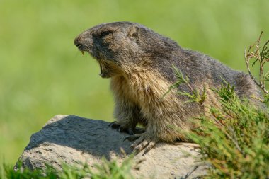 Marmot Alps