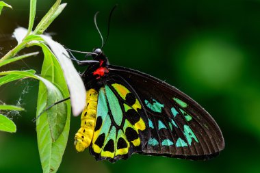 Beautiful male Cairns birdwing butterfly clipart