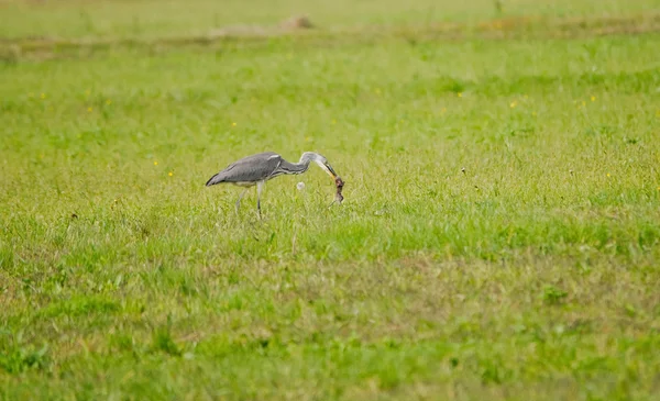 Grey heron standing in the grass — Stock Photo, Image