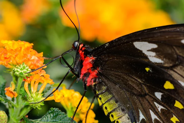 A beautiful male Cairns Birdwing butterfly hanging from a branch — Stock Photo, Image