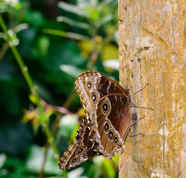 Butterfly Caligo or Owl's Head — Stock Photo, Image