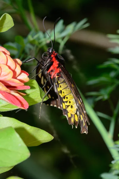 Female Cairns Birdwing Butterfly — Stock Photo, Image