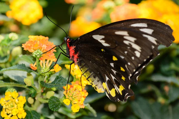 A beautiful male Cairns Birdwing butterfly hanging from a branch — Stock Photo, Image