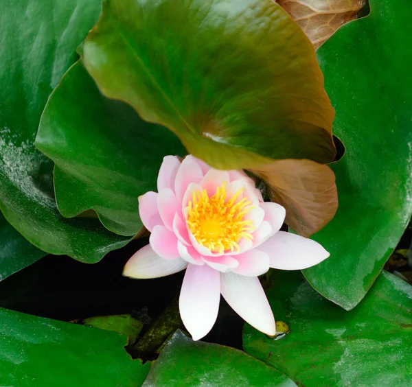 Water lily (Nymphaea alba) in the pond — Stock Photo, Image