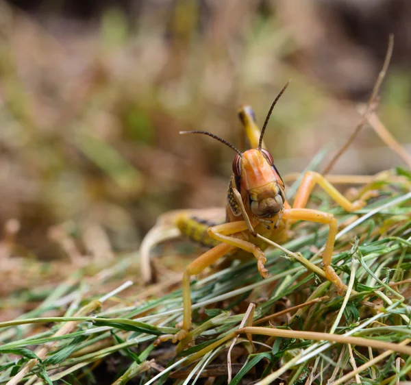 Grasshopper — Stock Photo, Image