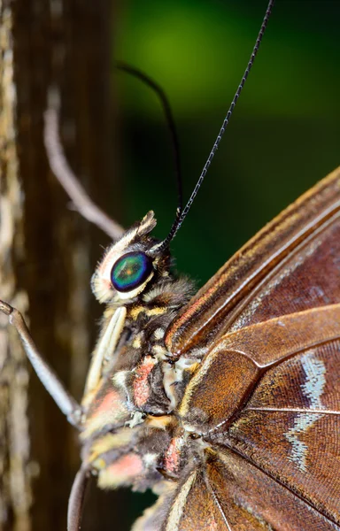 Butterfly Caligo or Owl's Head — Stock Photo, Image