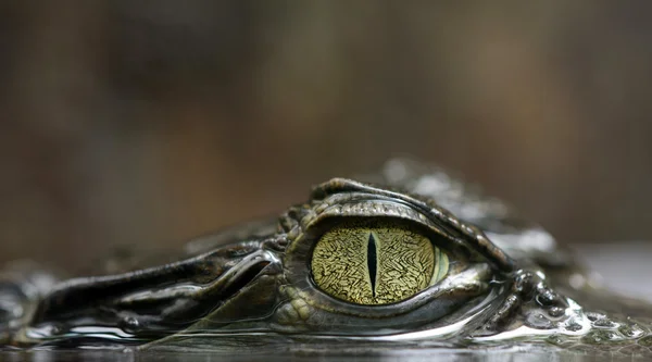 Caimán de anteojos —  Fotos de Stock