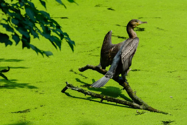 Aalscholver — Stockfoto