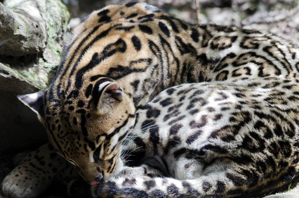 Ocelot - Leopardus pardalis — Stock Photo, Image