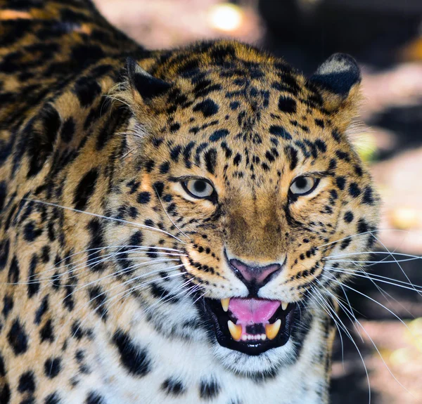 Amur leopard, also said Manchurian — Stock Photo, Image