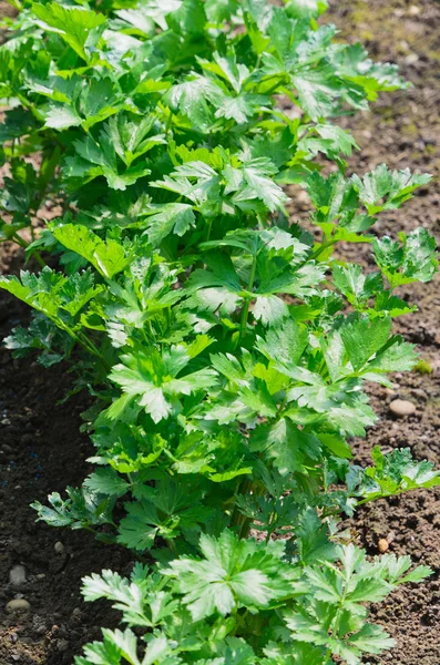 Parsley — Stock Photo, Image