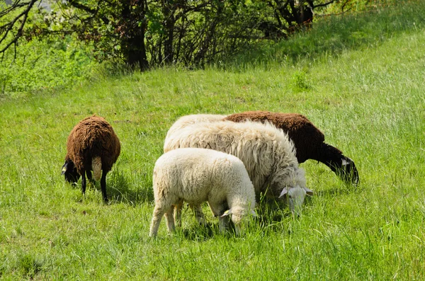 Moutons se nourrissant d'herbe séchée — Photo