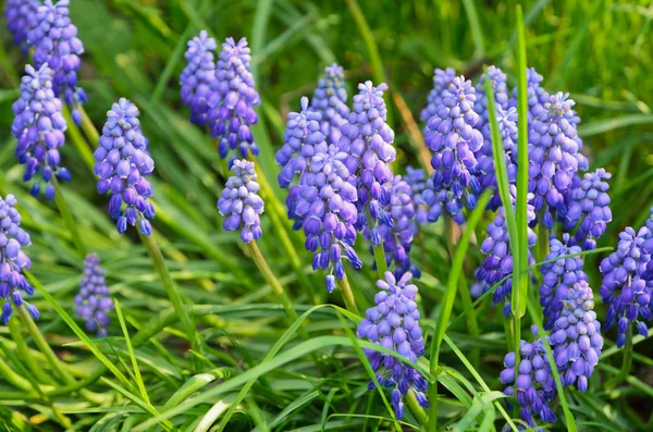 Hyacinth — Stock Photo, Image