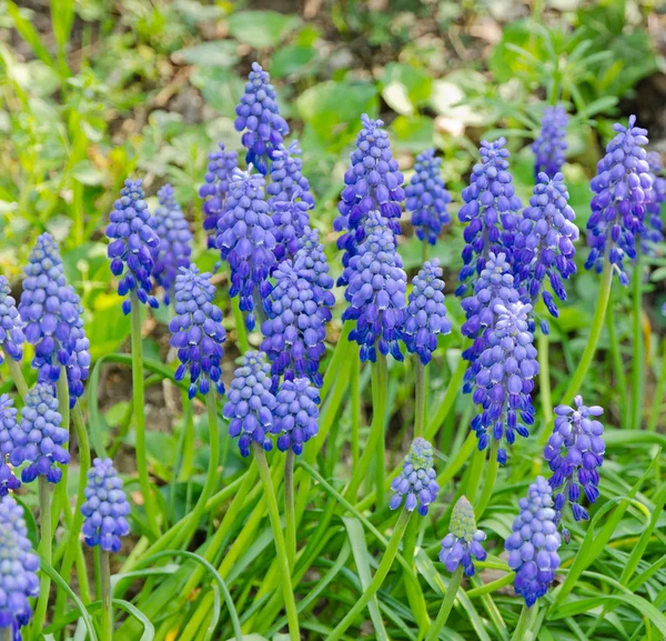 Hyacinth — Stok Foto