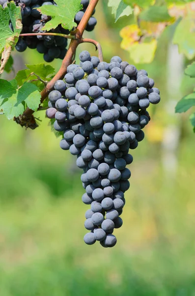 バローロのブドウ — ストック写真