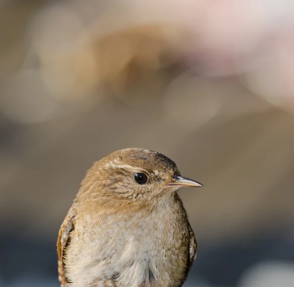 Wren... — Fotografia de Stock