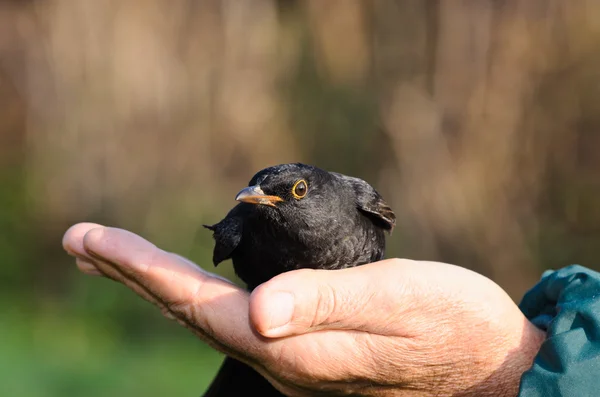 Ornithologue tient un merle — Photo