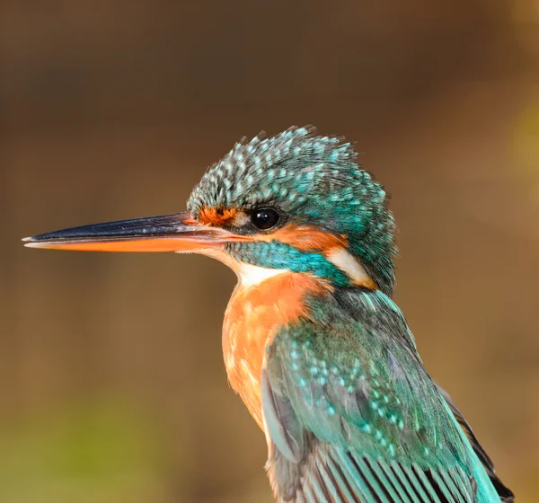 Pescador real — Foto de Stock