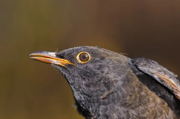Pássaro negro — Fotografia de Stock