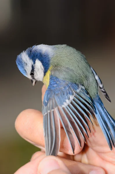 Teta azul — Foto de Stock