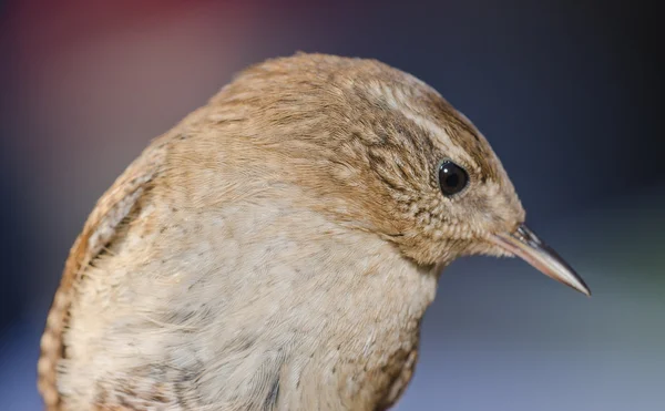 Wren ! — Photo