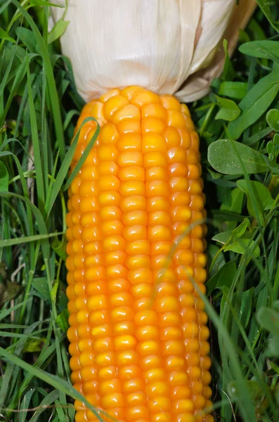 玉米芯 — 图库照片