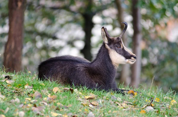 Chamois — Stok fotoğraf