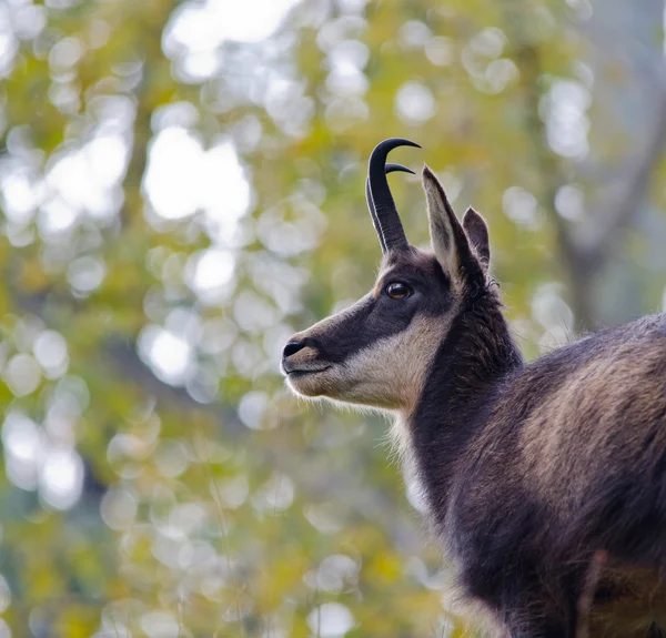 Chamois — Stock Photo, Image