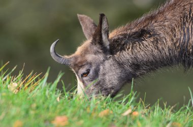 Chamois