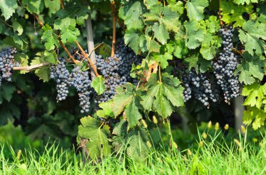 Barolo üzüm bağları langhe