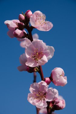 şeftali ağaçları çiçek