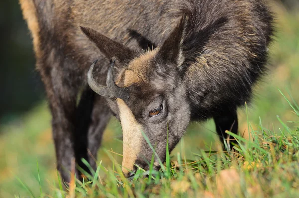 Chamois — Stock fotografie