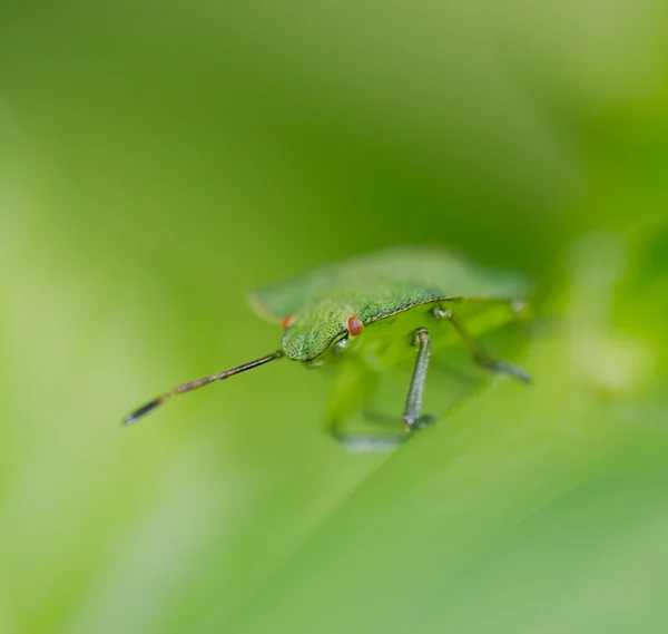 A Bug — Stock Photo, Image