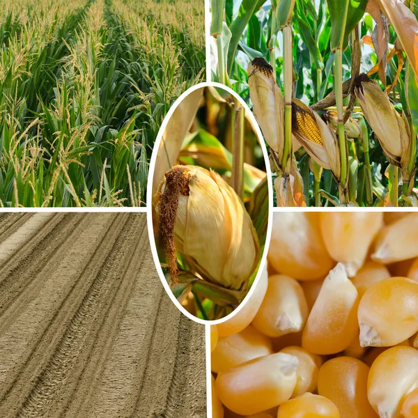 Mısır yaşam döngüsü