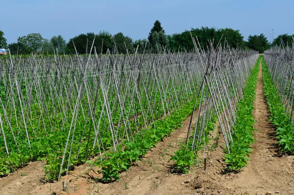 Rangée Cultures haricots verts — Photo