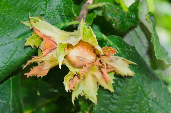 Hazelnuts from the Langhe — Stock Photo, Image