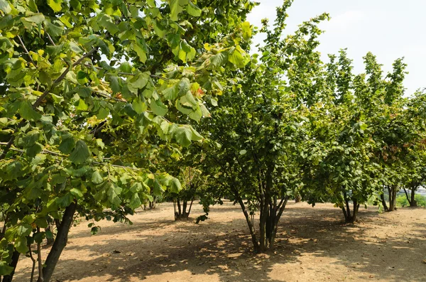 Avellanas de sacacorchos —  Fotos de Stock