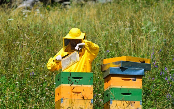 Märkning queen bee — Stockfoto