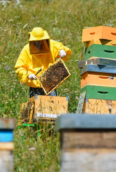 Marcando la abeja reina — Foto de Stock